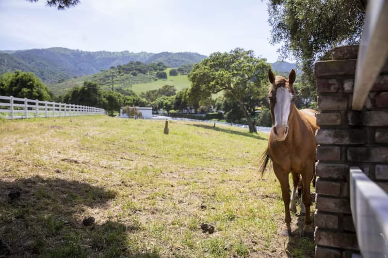 One of the ranch horses in the pasture