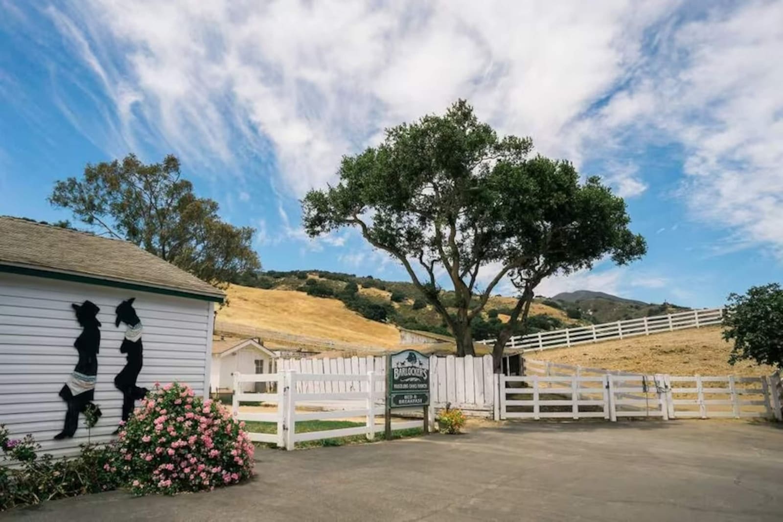 White ranch fencing and a spreading oak above the golden hills at Barlocker Rustling Oaks Ranch